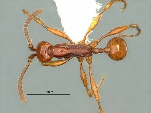 Aenictus prolixus - CASENT0883439