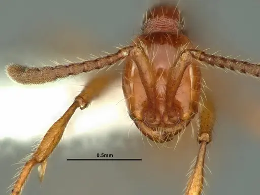 Aenictus prolixus - CASENT0883439