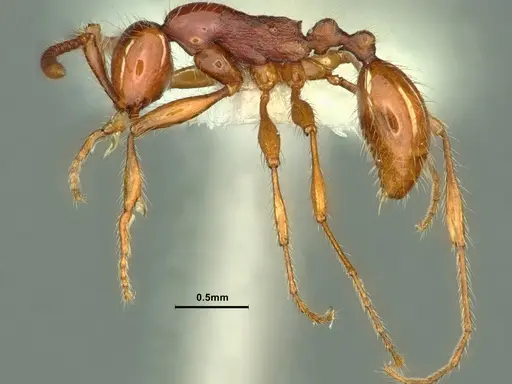 Aenictus prolixus - CASENT0883439