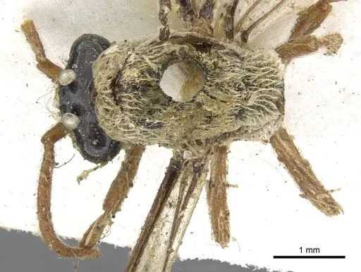 Aenictus pubescens specimen