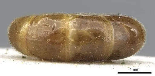 Aenictus pubescens specimen