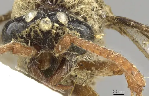 Aenictus pubescens specimen