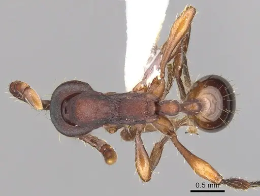 Aenictus punctatus specimen