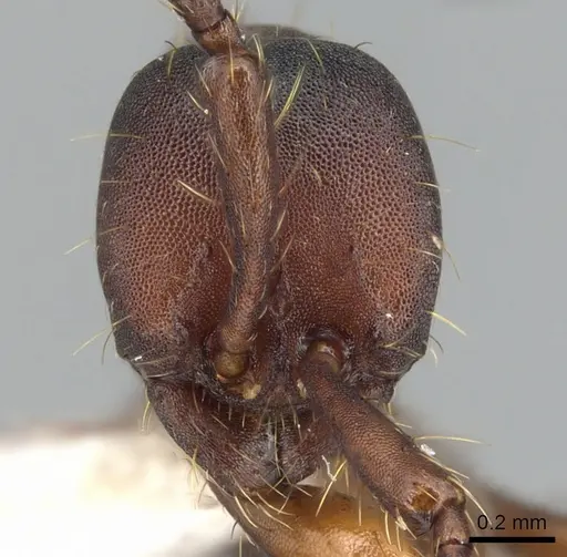 Aenictus punctatus specimen