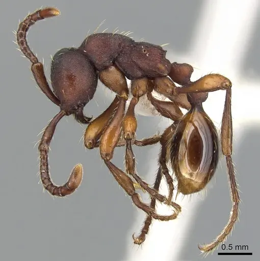 Aenictus punctatus specimen