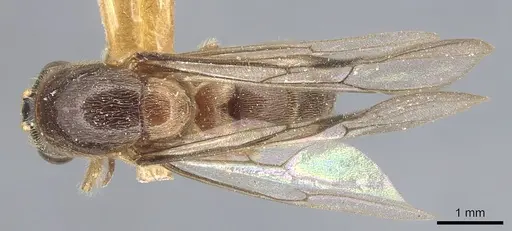 Aenictus punctiventris specimen