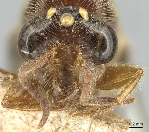 Aenictus punctiventris specimen