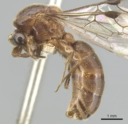 Aenictus punctiventris specimen