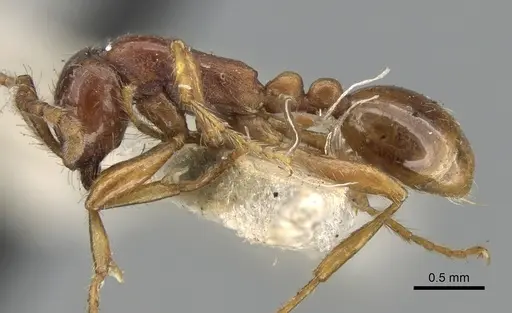 Aenictus punensis specimen