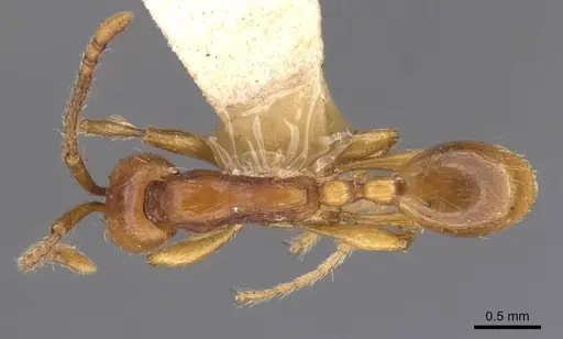 Aenictus punensis - CASENT0907017