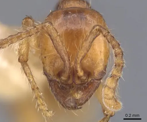 Aenictus punensis - CASENT0907017