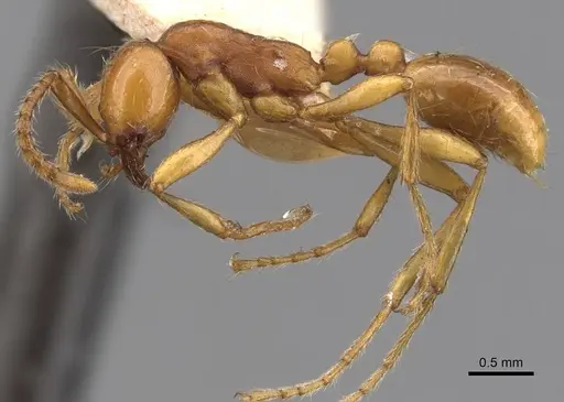 Aenictus punensis - CASENT0907017