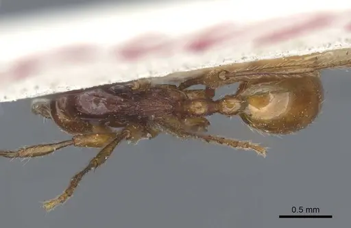 Aenictus punensis - CASENT0916863