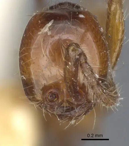 Aenictus punensis - CASENT0916863