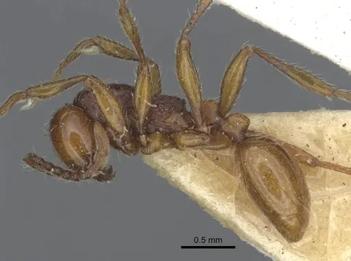 Aenictus punensis - CASENT0916863