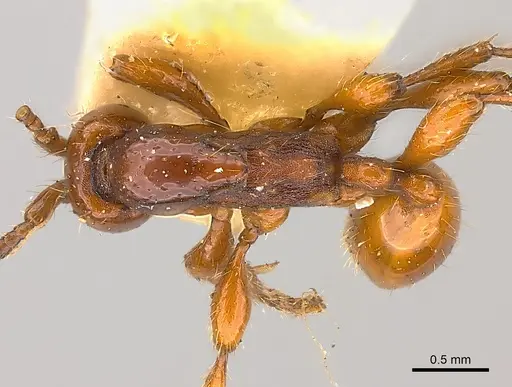 Aenictus rabori specimen