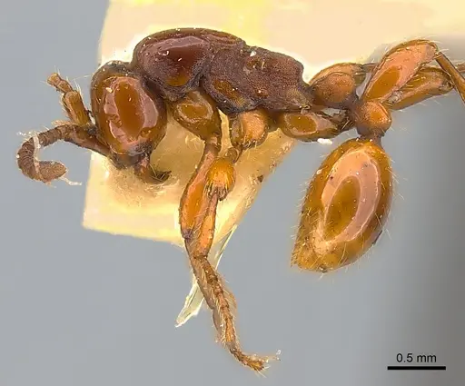 Aenictus rabori specimen
