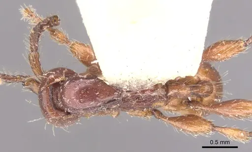 Aenictus rabori - CASENT0902680