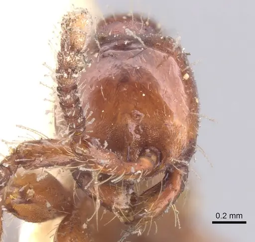 Aenictus rabori - CASENT0902680