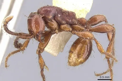 Aenictus rabori - CASENT0902680