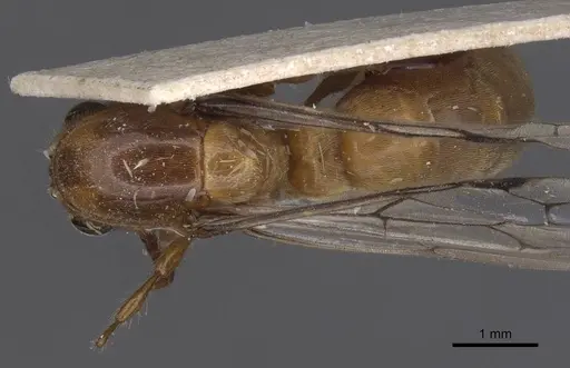 Aenictus raptor specimen