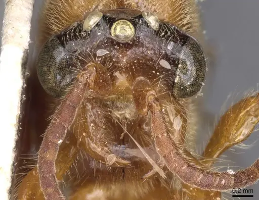 Aenictus raptor specimen