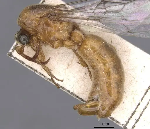 Aenictus raptor specimen