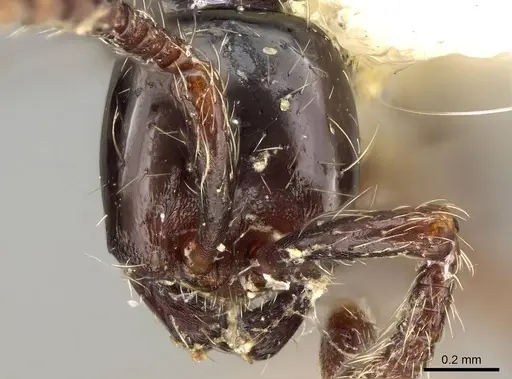 Aenictus reyesi specimen