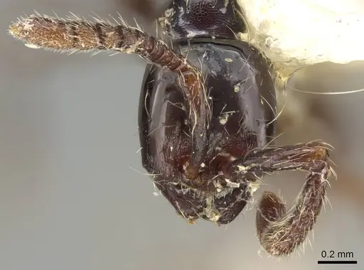 Aenictus reyesi specimen