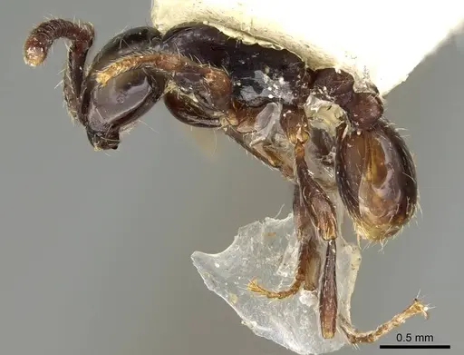 Aenictus reyesi specimen