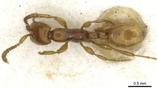 Aenictus rhodiensis specimen