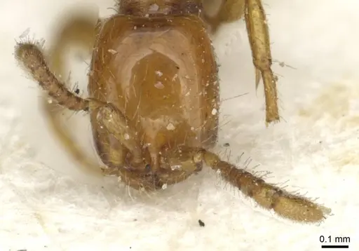 Aenictus rhodiensis specimen