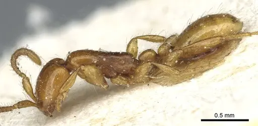 Aenictus rhodiensis specimen