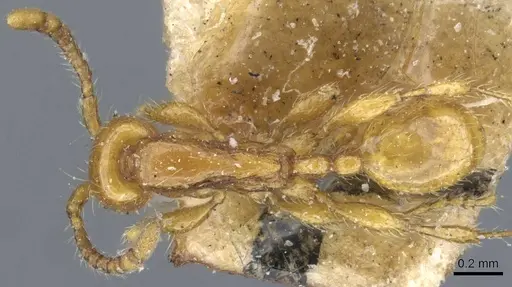 Aenictus rixator specimen