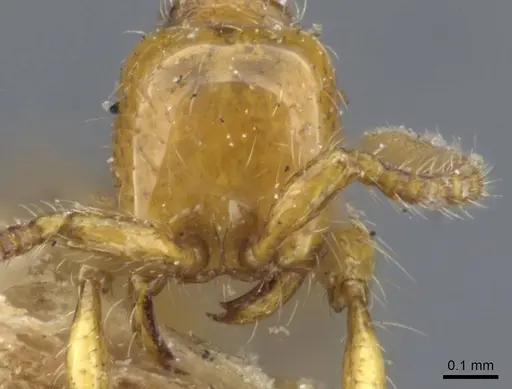 Aenictus rixator specimen