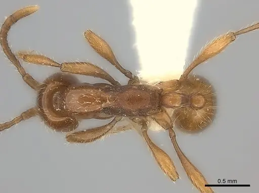 Aenictus rotundatus specimen