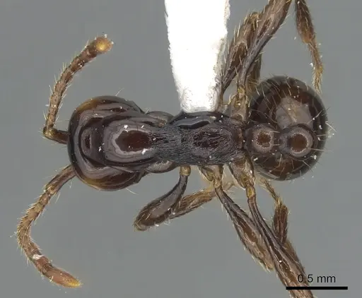 Aenictus rotundicollis specimen