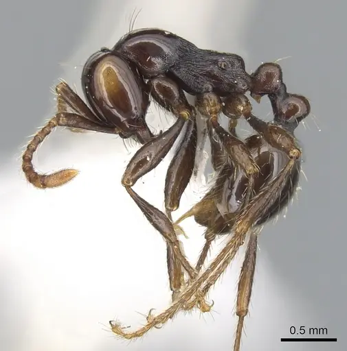 Aenictus rotundicollis specimen