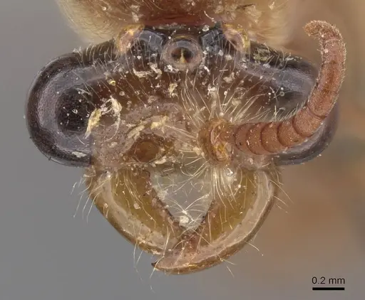 Aenictus rougieri specimen