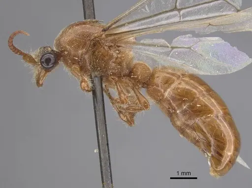 Aenictus rougieri specimen