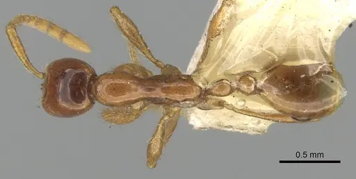Aenictus sagei specimen