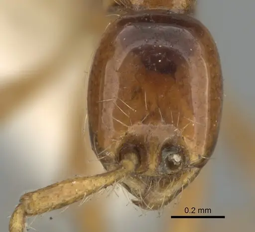 Aenictus sagei specimen