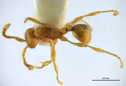 Aenictus samungi specimen