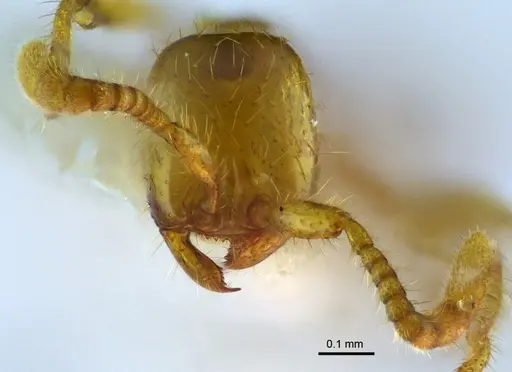 Aenictus samungi specimen