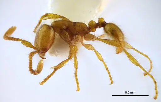 Aenictus samungi specimen