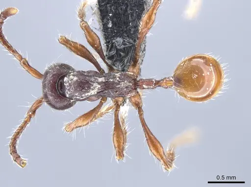 Aenictus schneirlai specimen