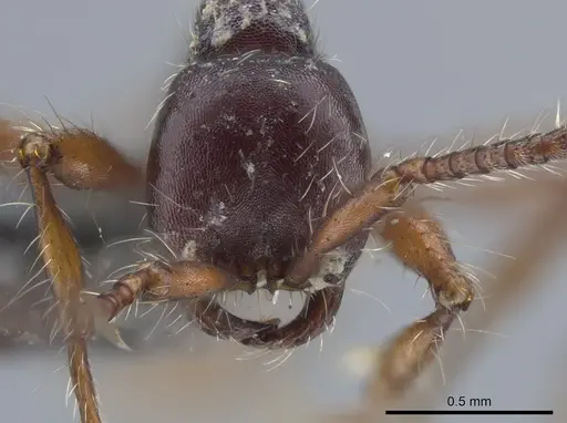 Aenictus schneirlai specimen