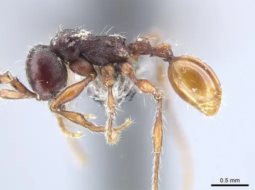 Aenictus schneirlai specimen