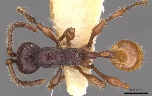 Aenictus schneirlai - CASENT0905732