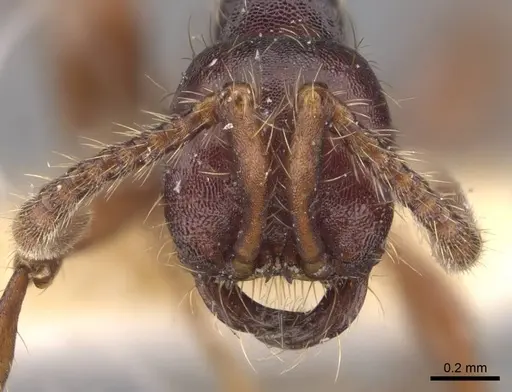 Aenictus schneirlai - CASENT0905732